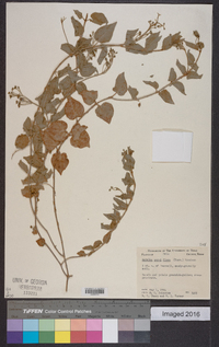 Matelea parviflora image