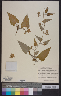 Dictyanthus hamatus image