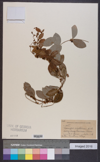 Toxocarpus wightianus image