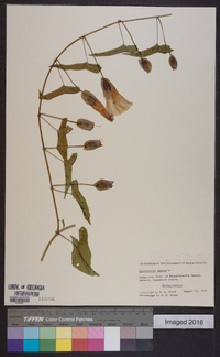 Calystegia sepium subsp. sepium image