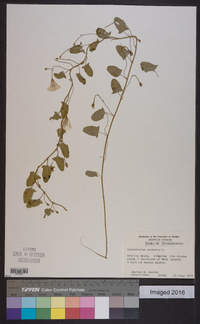 Convolvulus arvensis image