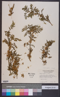 Cuscuta campestris image