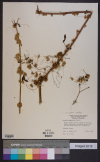 Cuscuta campestris image