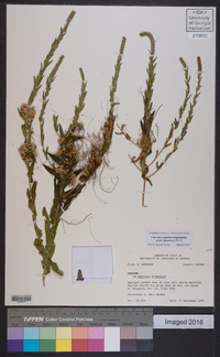 Cuscuta cuspidata image