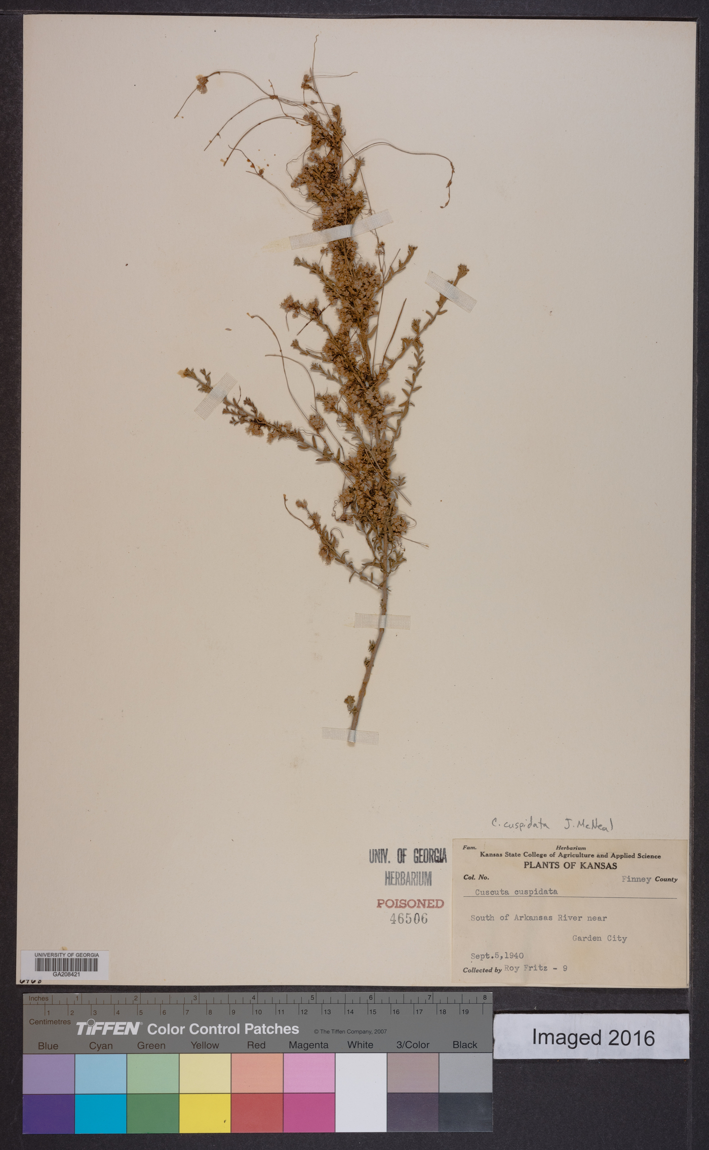 Cuscuta cuspidata image