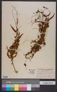 Cuscuta gronovii image