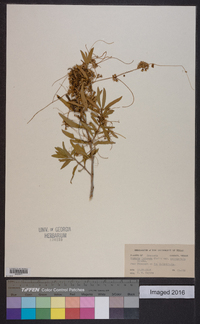 Cuscuta indecora image