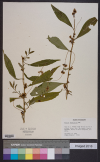 Cuscuta obtusiflora image