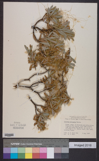 Cuscuta pentagona image