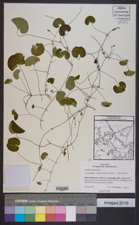 Dichondra brachypoda image