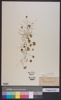 Dichondra carolinensis image