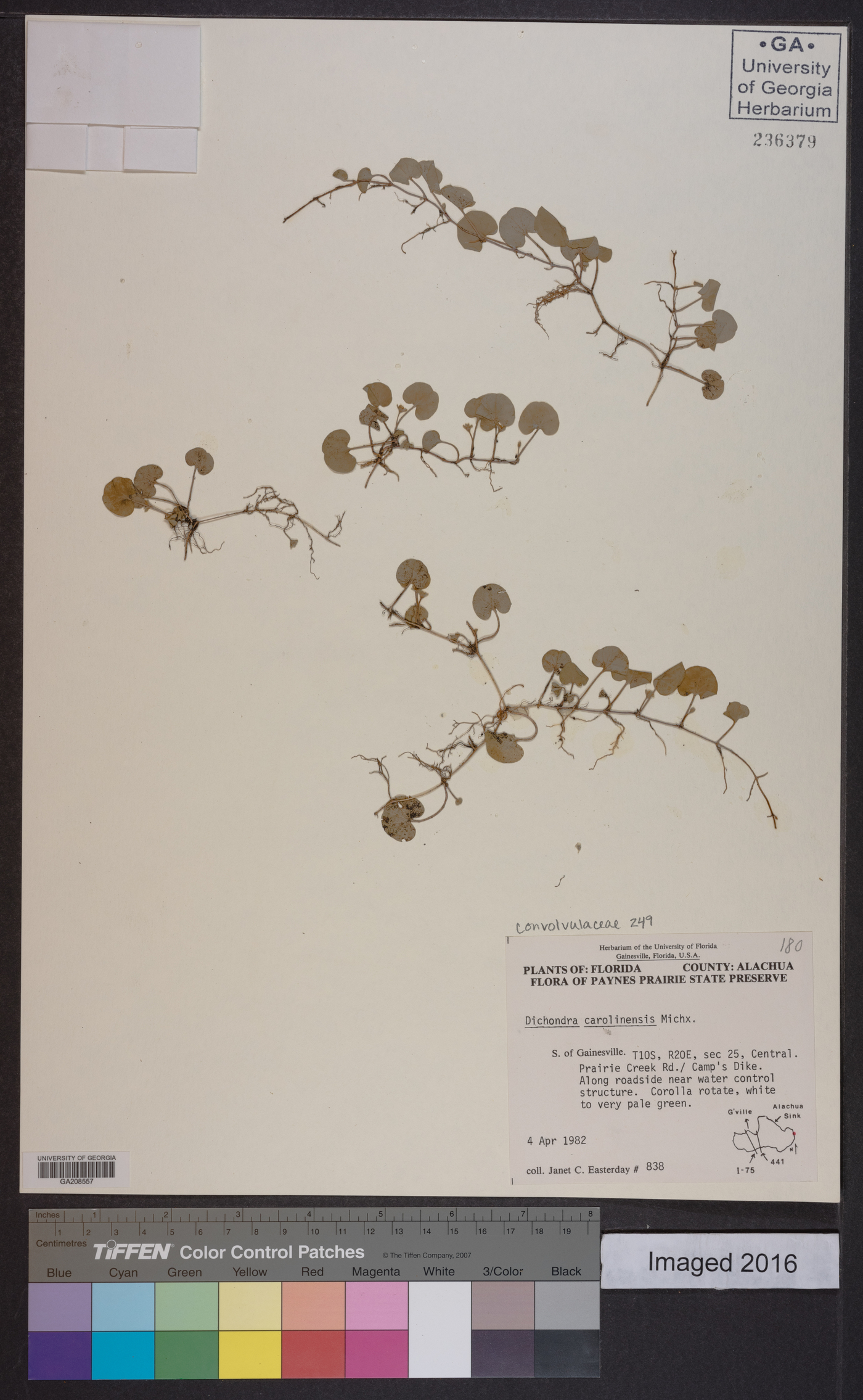 Dichondra carolinensis image