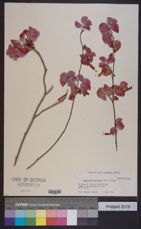 Exogonium bracteatum image