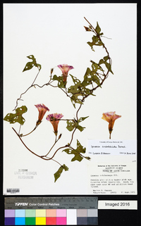 Ipomoea cordatotriloba image