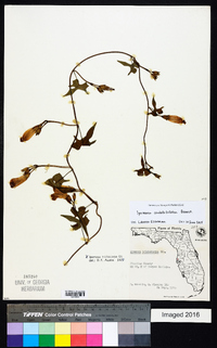 Ipomoea cordatotriloba image