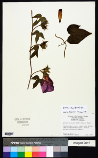 Ipomoea indica image