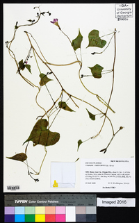 Ipomoea cardiophylla image