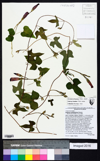 Ipomoea cordatotriloba image