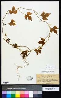 Ipomoea hederacea image