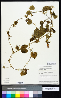 Ipomoea hederacea image