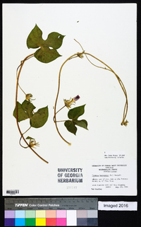 Ipomoea hederacea image