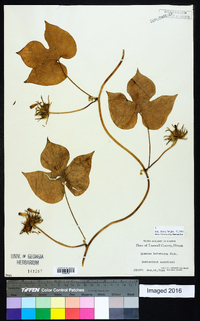 Ipomoea hederacea image