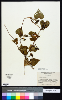 Ipomoea lacunosa image