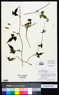 Ipomoea lacunosa image