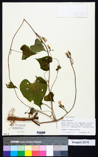 Ipomoea lacunosa image