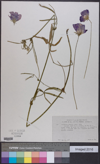 Callirhoe papaver image