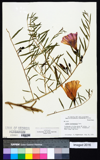 Ipomoea leptophylla image