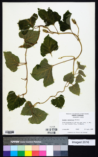 Ipomoea macrorhiza image