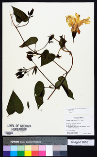 Ipomoea pandurata image