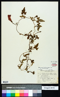 Ipomoea trichocarpa image