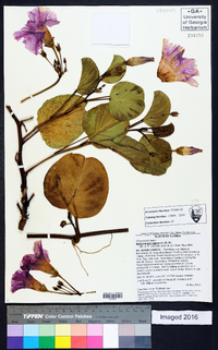 Ipomoea pes-caprae image