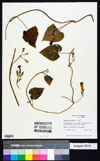 Ipomoea purpurea image