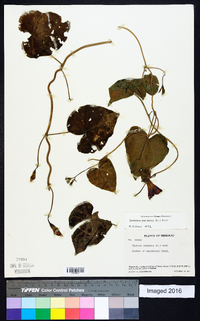 Ipomoea purpurea image