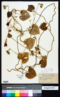 Ipomoea purpurea image