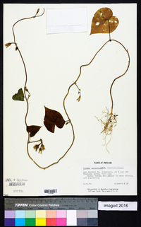 Ipomoea purpurea image