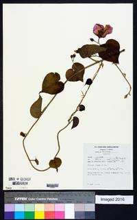 Ipomoea rubens image