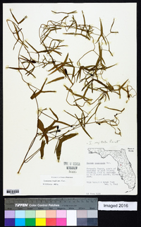 Ipomoea sagittata image