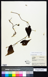 Ipomoea batatoides image