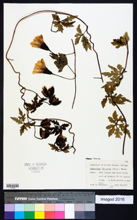 Merremia dissecta image