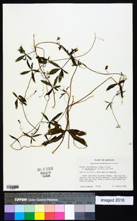 Ipomoea wrightii image