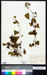 Ipomoea rupicola image