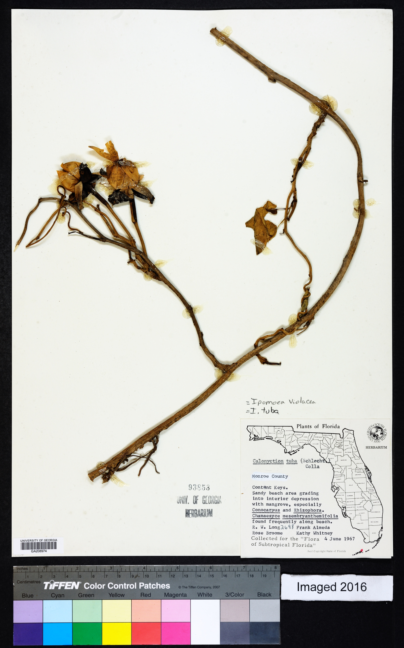 Ipomoea violacea image