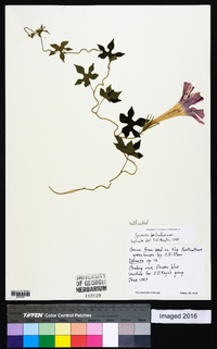 Ipomoea lindheimeri image