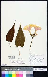 Ipomoea carnea image