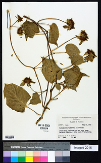 Jacquemontia tamnifolia image