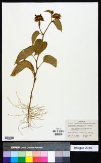 Jacquemontia tamnifolia image